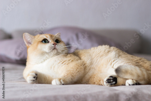 Golden British shorthair cat with big green eyes relaxing on satin bed and staring at the camera