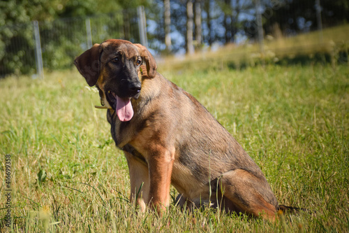 Portrait of german shepherd puppy, who is sitting in meadow. He is so happy.