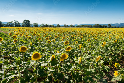Blooming sunflowers field in France  Europe Union