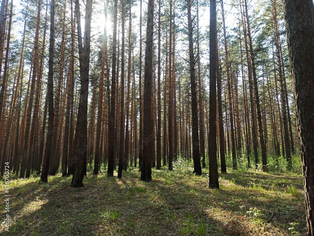 Fototapeta premium forest
