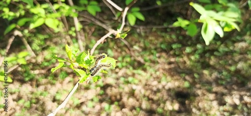 forest caterpillars