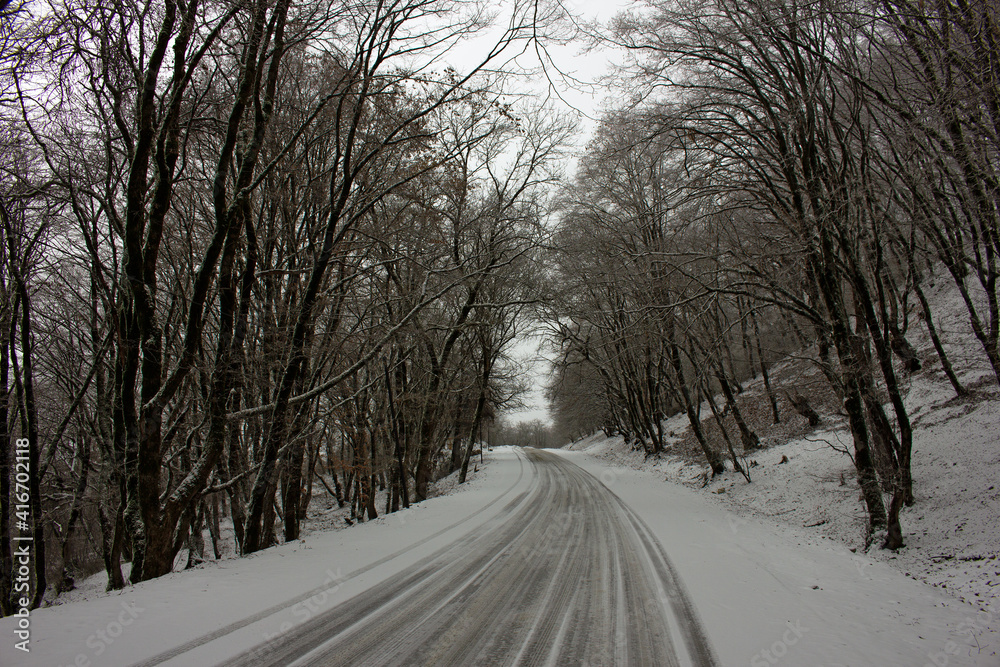 Beautiful white trees in the snow.