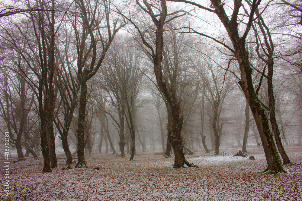 A beautiful forest covered with the first snow. A beautiful forest covered with the first snow.