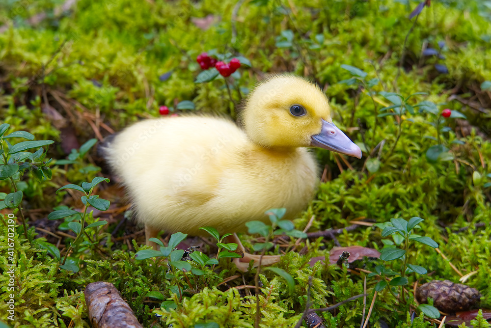 cute little yellow duckling are walking on the green grass in spring forest. easter young duckling concept. wildlife cute little yellow duckling are walking on the green grass in spring forest. easter young duckling concept. wildlife