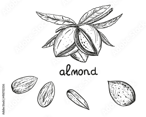 Hand drawn sketch black and white of nuts, almond, leaf. Vector illustration. Elements in graphic style label, sticker, menu, package. Engraved style illustration.
