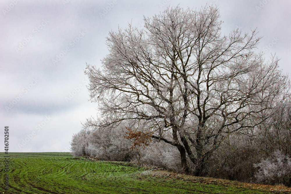 Beautiful trees in green fields in winter.