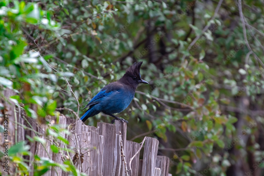 A Steller's Jay sitting on a fence. A Steller's Jay sitting on a fence.