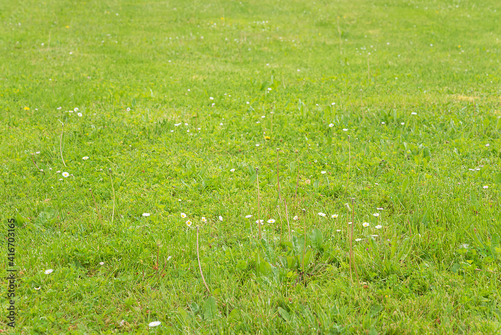 Beautiful green natural background. Green meadow background Beautiful green natural background. Green meadow background