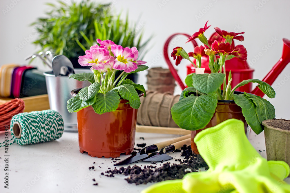 Home floriculture and gardening hobbies. Spring Awakening Home floriculture and gardening hobbies. Spring Awakening
