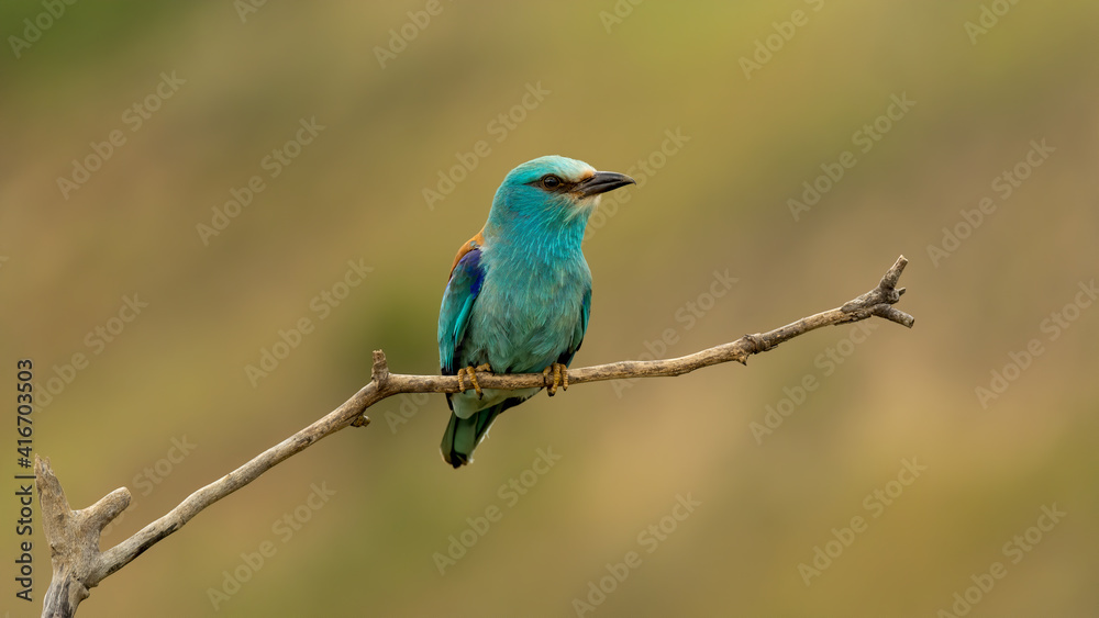 European roller (Coracias garrulus) on a branch