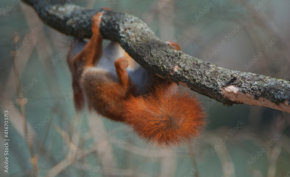 Acrobatic squirrel