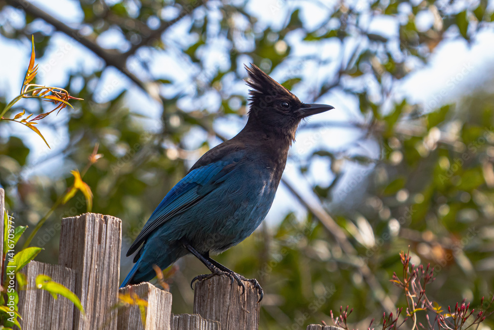 A Steller's Jay sitting on a fence. A Steller's Jay sitting on a fence.