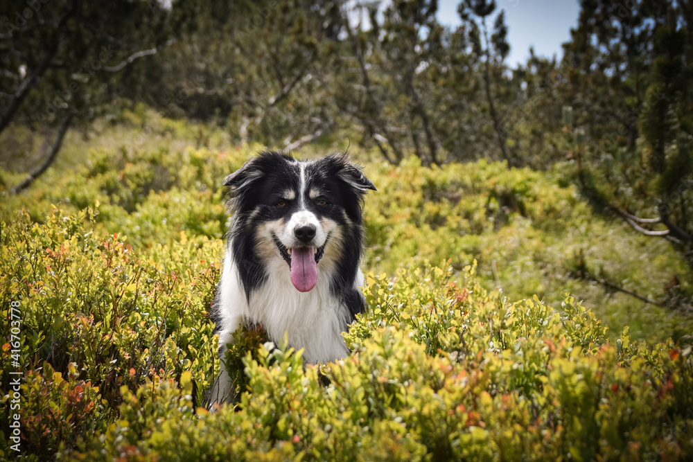 Border collie is sitting in the grass. He is so crazy dog on trip. Border collie is sitting in the grass. He is so crazy dog on trip.