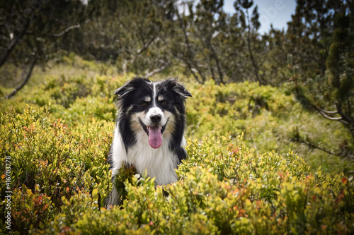 Border collie is sitting in the grass. He is so crazy dog on trip.