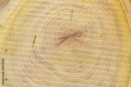 Wood texture of cut tree trunk with annual ring pattern