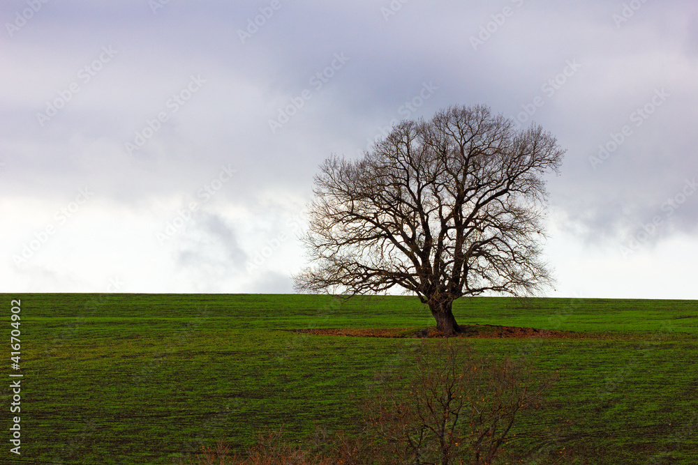 Beautiful green fields in cloudy weather.