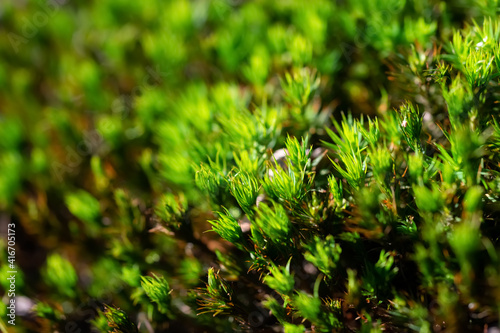 Goldenes Frauenhaarmoos Polytrichum commune Gewöhnliches Widertonmoos Großes Haarmützenmoos Waldboden Sonne Makro Nahaufnahme selektive Schärfe grün frisch feucht Blätter Blüten Sauerland Deutschland  photo