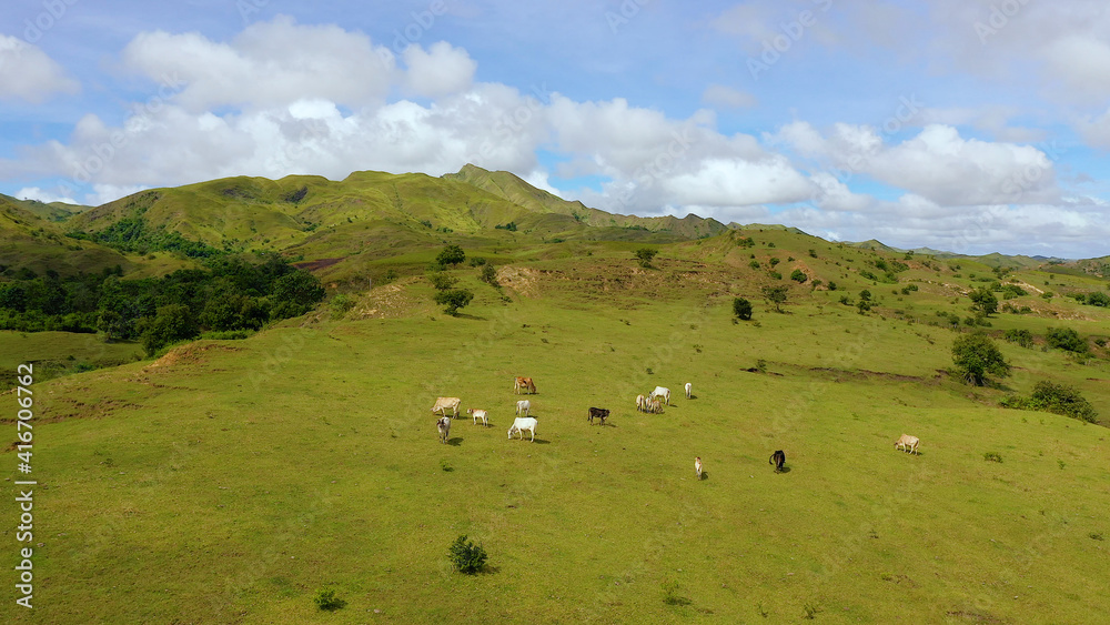 Beautiful landscape on the island of Luzon, aerial view. Green hills and blue sky with clouds. Beautiful landscape on the island of Luzon, aerial view. Hills and mountains are covered with meadows and