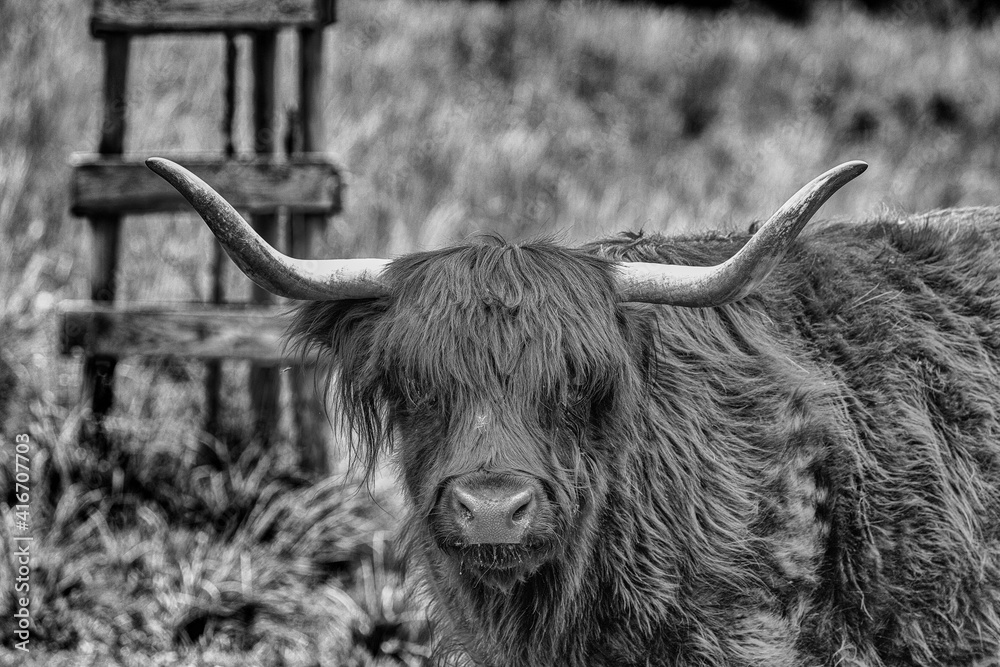 Hochlandrind Frontal In Sw, Highland Cattle Frontal In Black White 