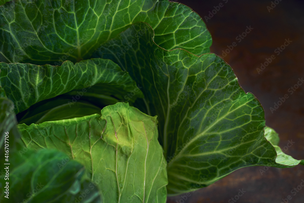 Close-up view of the fresh green cabbage Close-up view of the fresh green cabbage