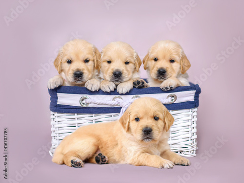 4 little puppies are sitting in a wicker box