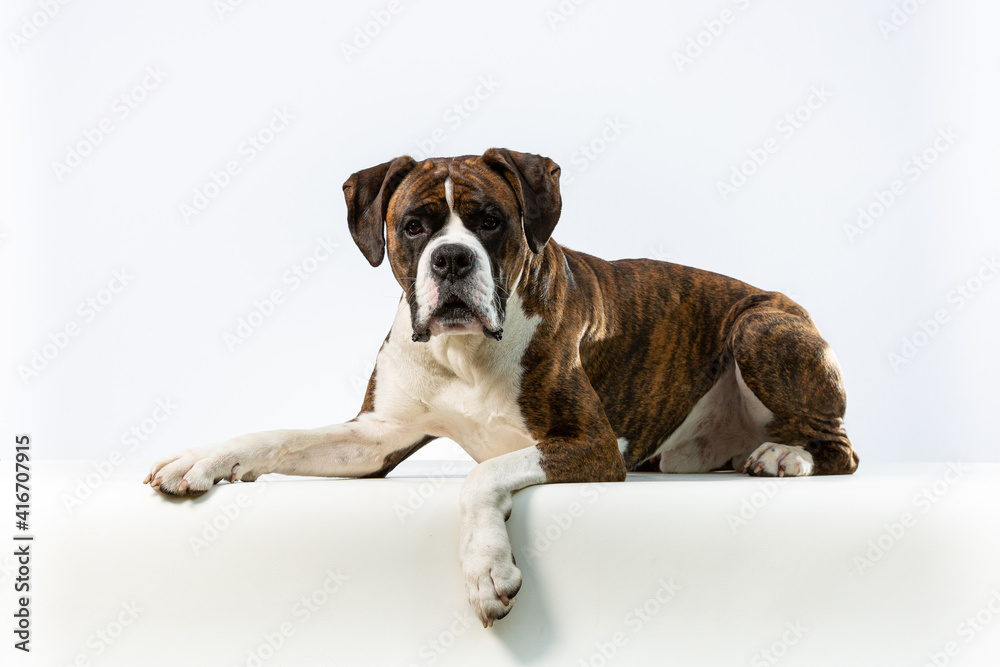 Male boxer dog lying down isolated on a white background looking at the camera
