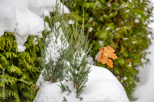 Snow-covered branches of tree during a winter snowfall