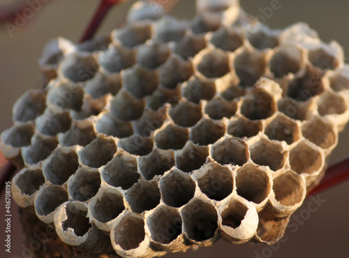 close-up of a piece of empty wasp nest honeycomb