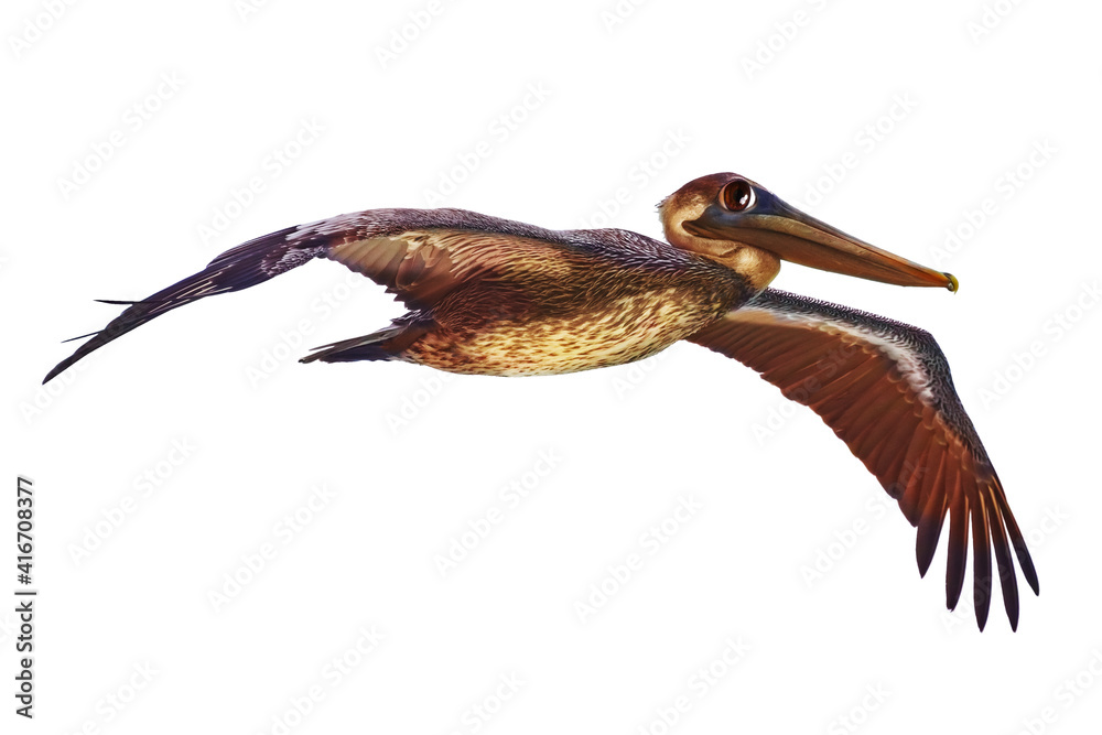 Photo of flying Pelican bird with funny eyes isolated on white Stock  Illustration | Adobe Stock