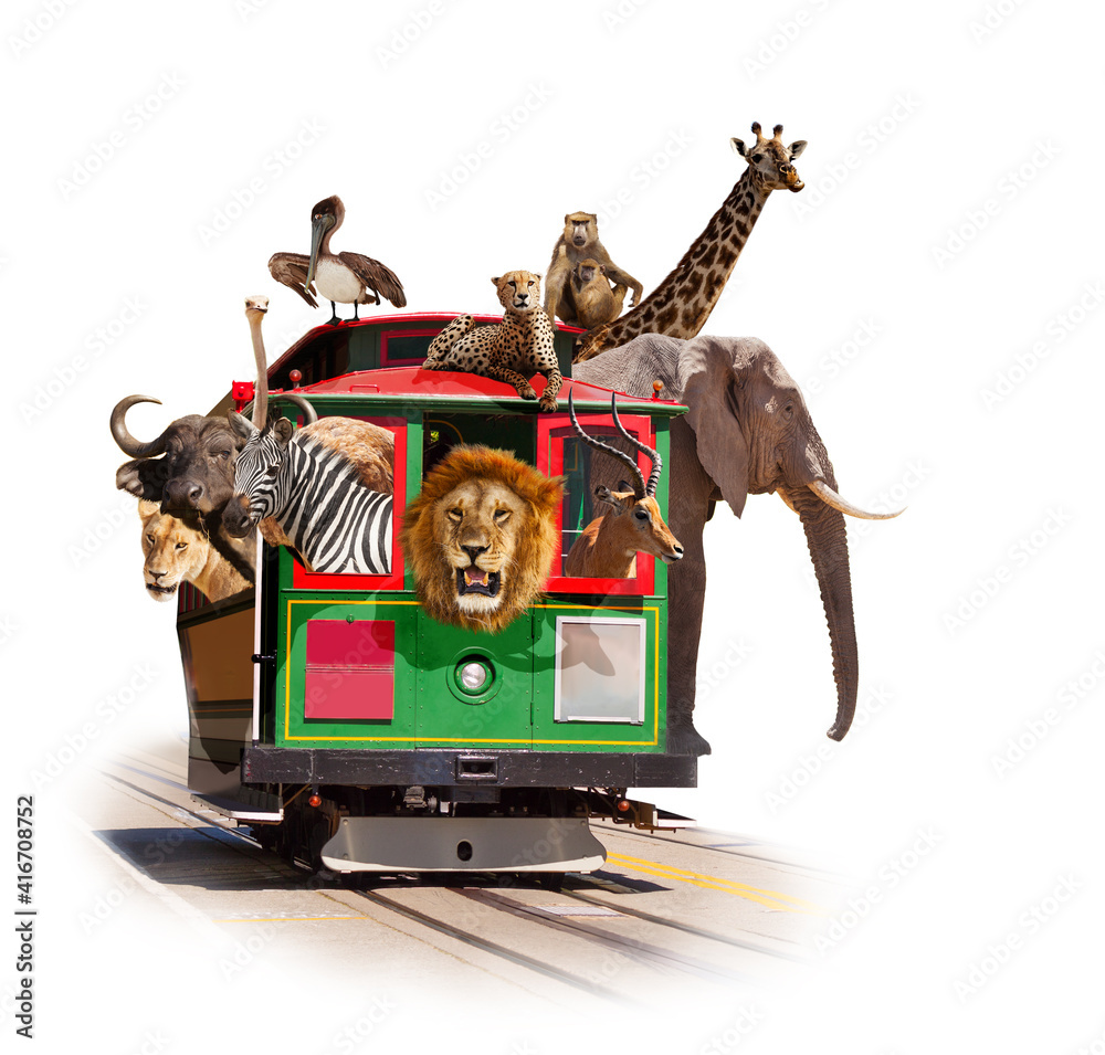 Fototapeta premium Zoo in the tram concept with animals looking out of the windows, Elephant giraffe cheetah and others, isolated on white