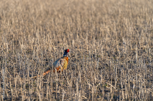 Pheasant in the field