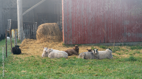 Foto Sheeps lying down