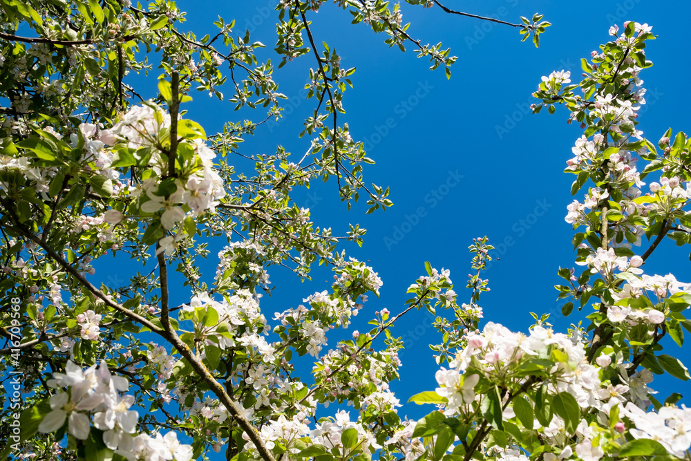 apple orchard in bloom in spring under the sun and blue sky apple orchard in bloom in spring under the sun and blue sky