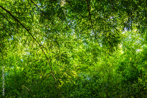 Dense bamboo forest on a sunny day. Bottom view.