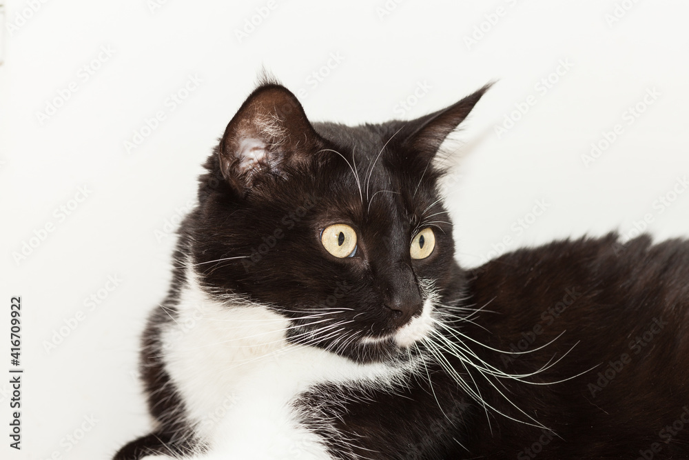 Portrait of a cute black and white long haired cat with yellow eyes