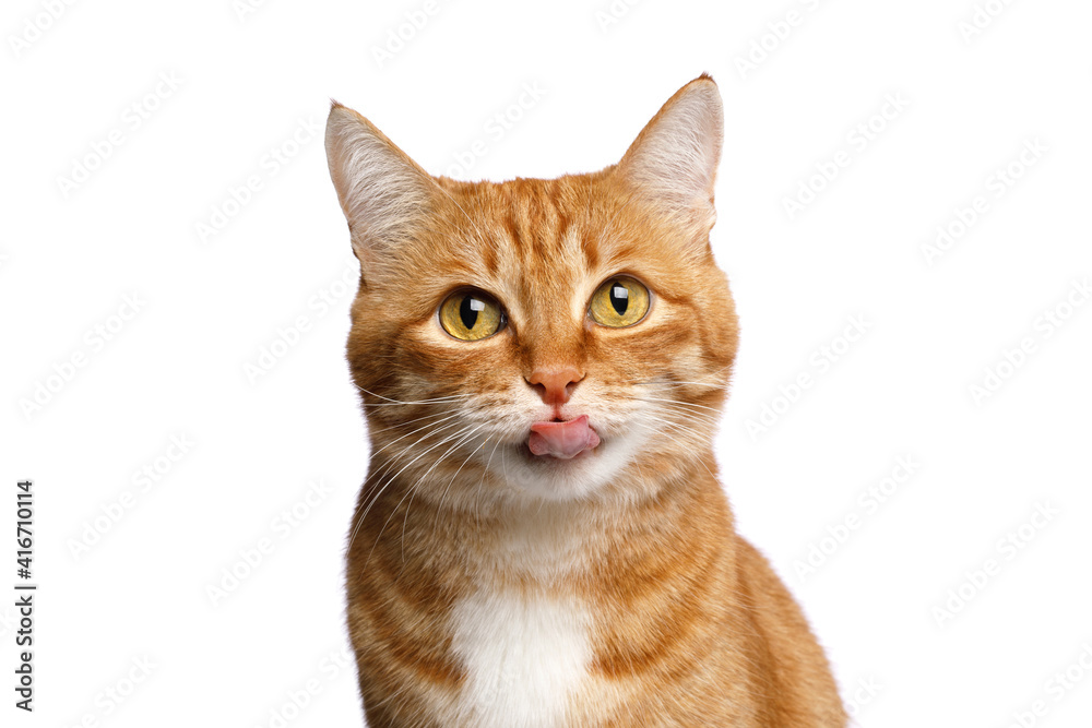 Portrait of Licking Ginger Cat, Looking in camera on Isolated white background, front view