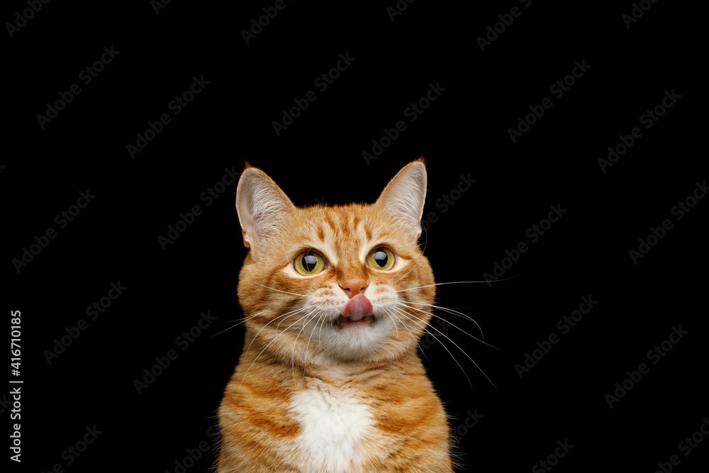 Obraz premium Funny Portrait of Licking Ginger Cat on Isolated Black Background