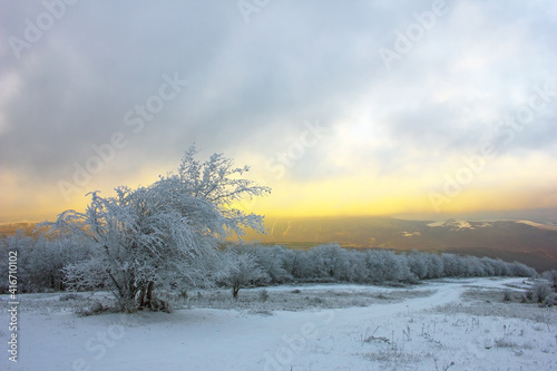 Snow covered trees at sunrise.