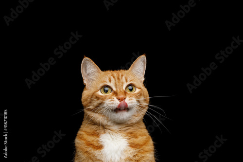 Fototapeta Funny Portrait of Licking Ginger Cat on Isolated Black Background