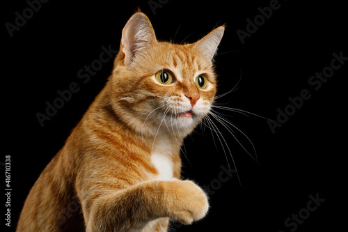Portrait of Playful Ginger Cat Raising up Paw on Isolated Black Background