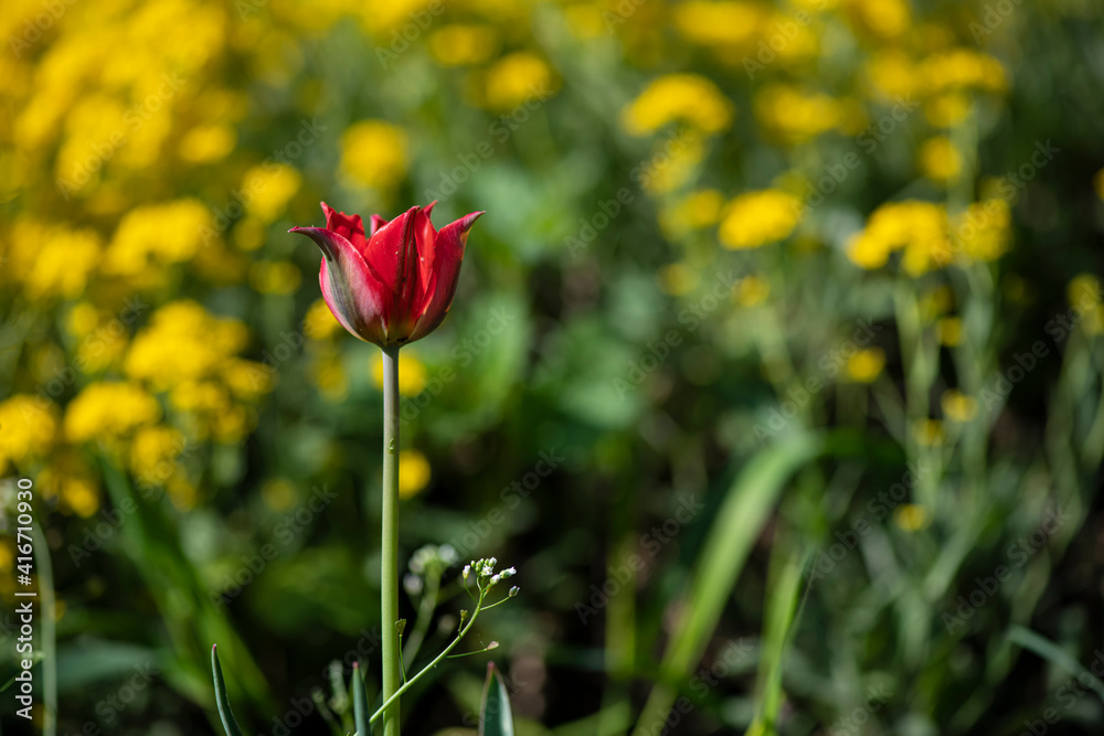 Obraz premium Nice color tulip flowers after the spring rain nature flora macro photo with empty space for text