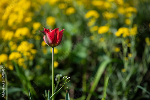 Nice color tulip flowers after the spring rain nature flora macro photo with empty space for text