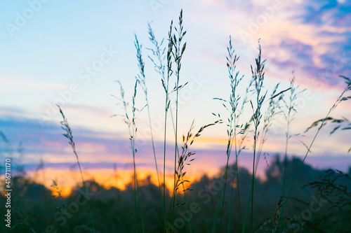 Meadow grass in the field in the early morning