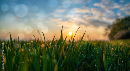 Meadow grass in the field in the early morning