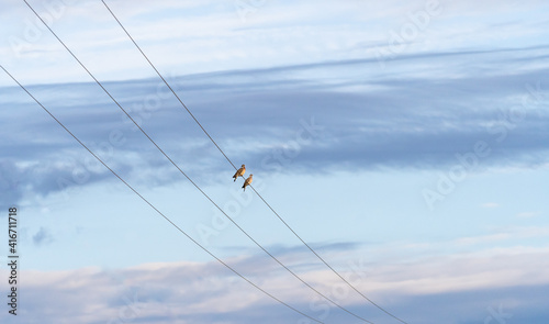 Birds sitting on a powerline