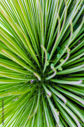 leaf agave palm