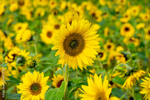 Sunfflower blossom  Helianthus annuus 