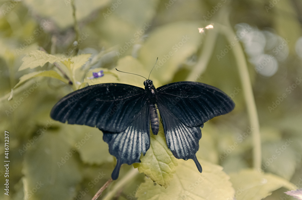 Mariposa negra con alas desplegadas en el Mariposario de El Drago en Icod de los Vinos, Tenerife, Islas Canarias. Mariposa negra con alas desplegadas en el Mariposario de El Drago en Icod de los Vinos, Tenerife, Islas Canarias.