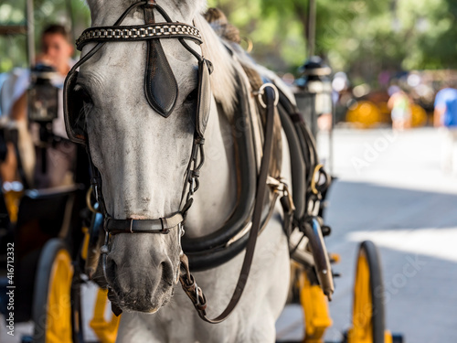 Horse with blinders pulling a tourist carriage in a historic city.