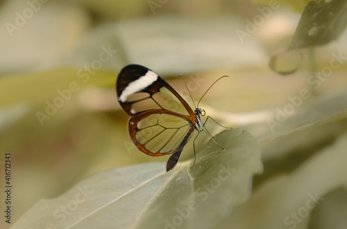 Greta oto es una especie de lepidóptero ditrisio de la familia Nymphalidae de alas transparentes.​​ Es comúnmente llamada «mariposa de cristal». photo